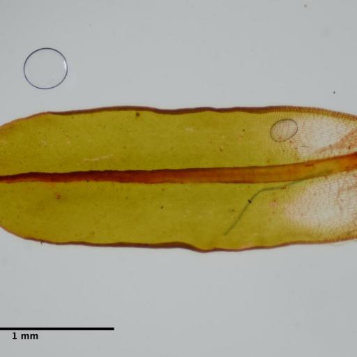 Syntrichia princeps other