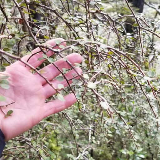 Myrsine divaricata other