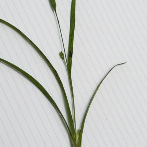 Carex laxiculmis — houseplant care guide