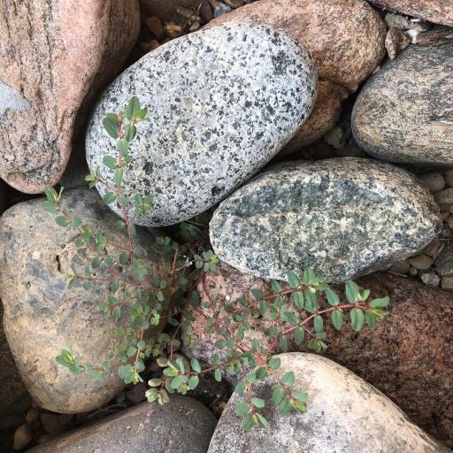 Euphorbia vermiculata — houseplant care guide