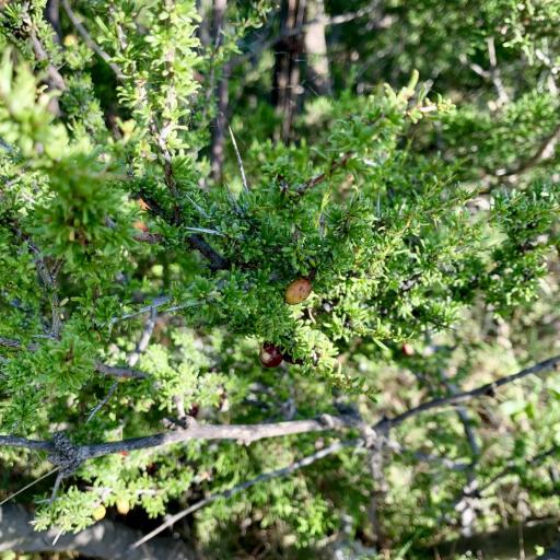 Condalia ericoides — related species from the same genus