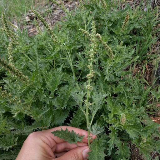 Blitum californicum other