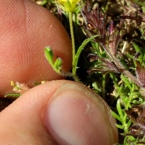 Physaria gracilis — houseplant care guide