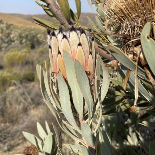 Protea laurifolia — search result for 'Protea'