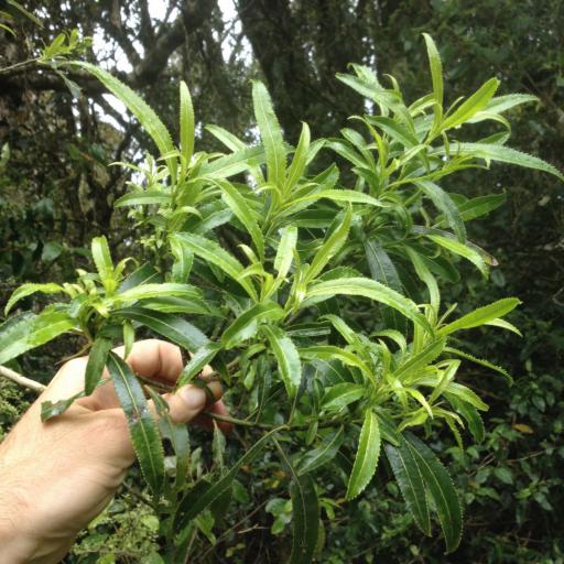 Melicytus lanceolatus — search result for 'Violaceae'