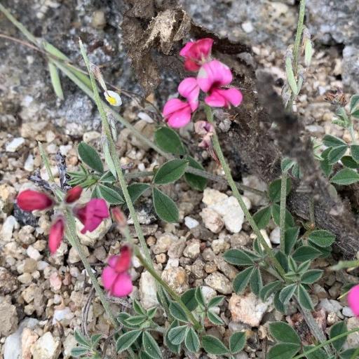 Indigofera incana other