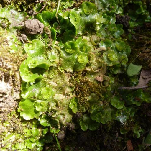 Lunularia cruciata — search result for 'Cruciata'