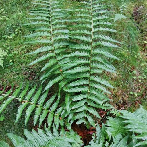 Dryopteris borreri — houseplant care guide