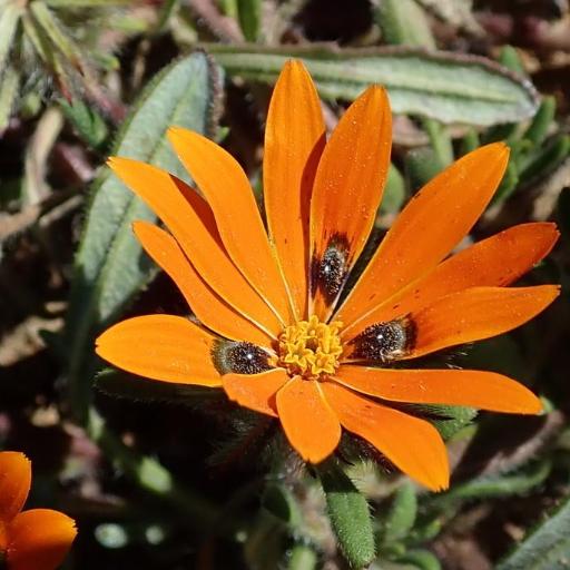 Gorteria diffusa other