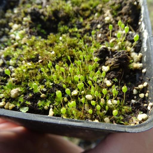 Physcomitrium pyriforme other