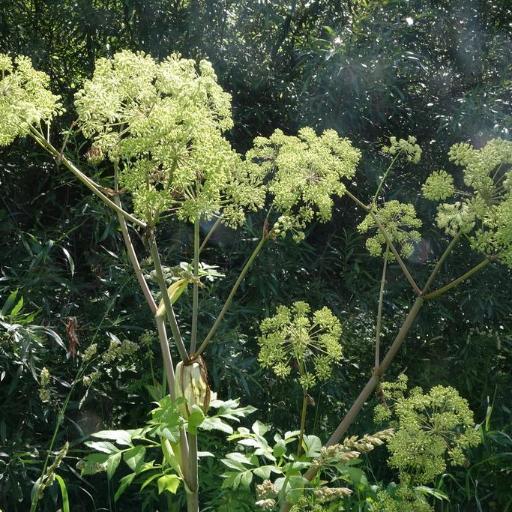 Angelica decurrens other