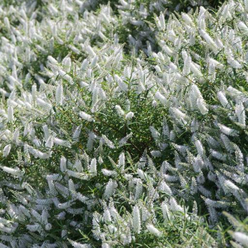 Veronica strictissima — search result for 'Hebe'