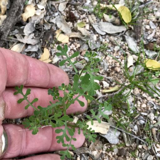 Eucrypta micrantha other