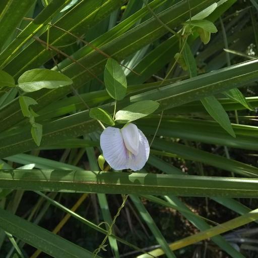 Centrosema arenicola other