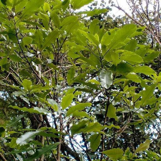 Raukaua edgerleyi other