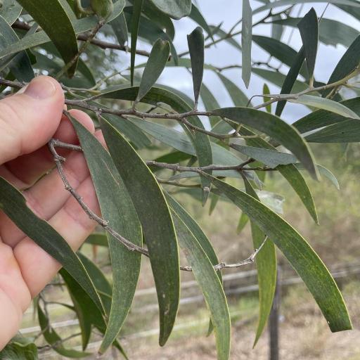 Acacia disparrima — houseplant care guide