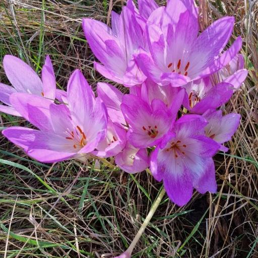 Colchicum × byzantinum other