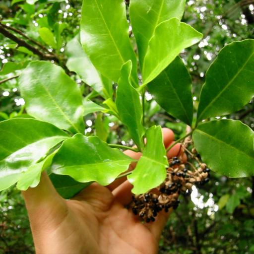 Melicope ternata other