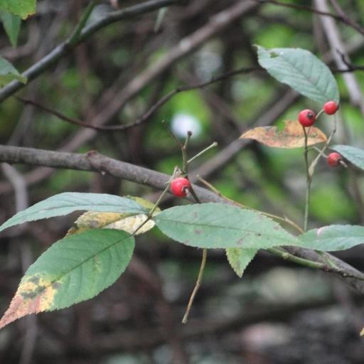 Rosa sambucina — houseplant care guide