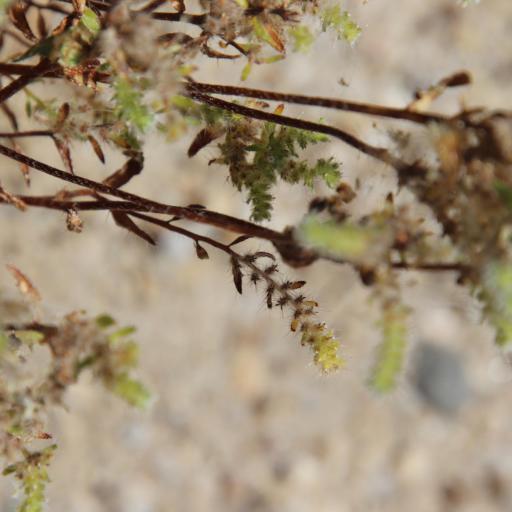 Cryptantha maritima other