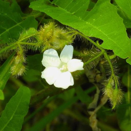 Distimake aegyptius other