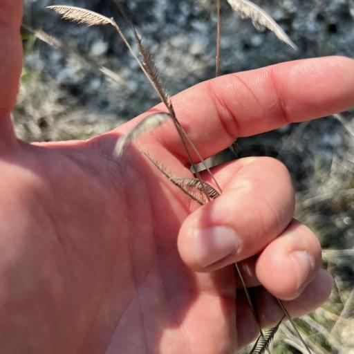 Bouteloua pectinata other