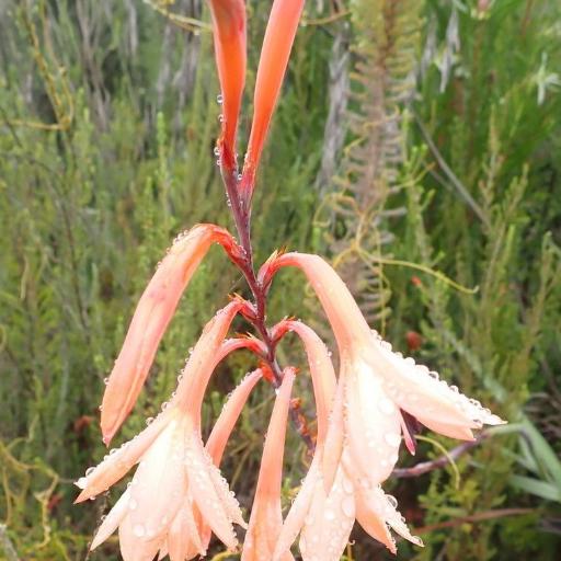 Watsonia fourcadei other