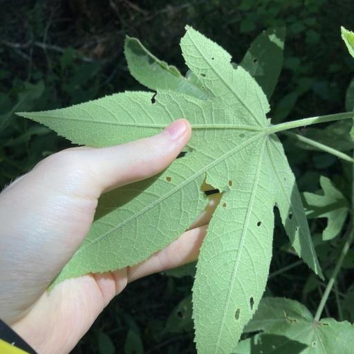 Hibiscus splendens other