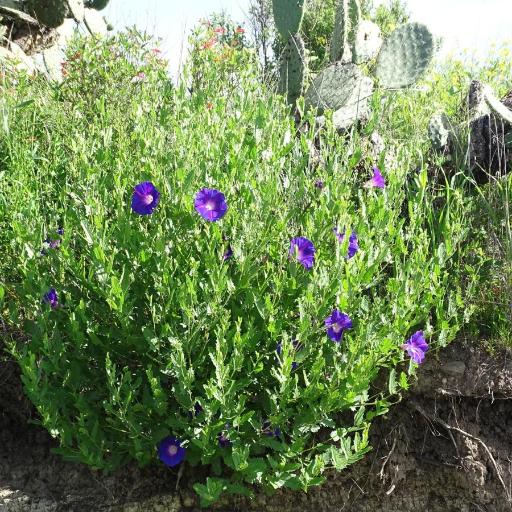 Ipomoea stans — search result for 'Convolvulaceae'