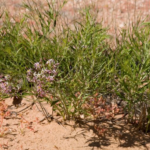 Amsonia tomentosa other