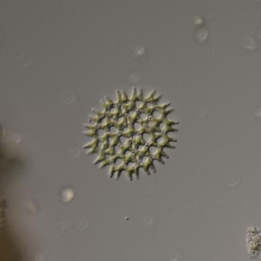 Pediastrum duplex other