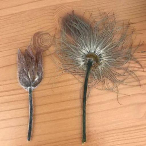 Pulsatilla rubra other