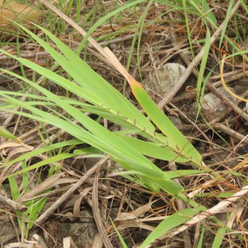 Arundo formosana — related species from the same genus