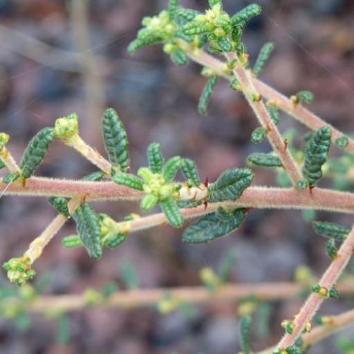 Ceanothus papillosus other