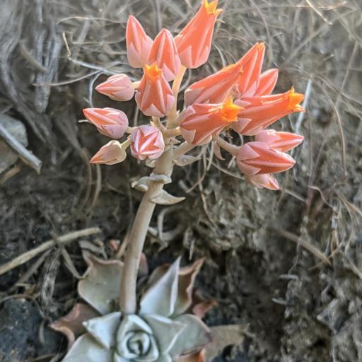 Dudleya cymosa — search result for 'Dudleya'
