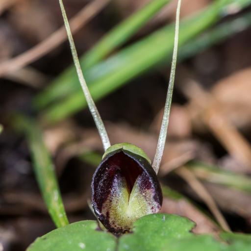 Corybas trilobus — houseplant care guide