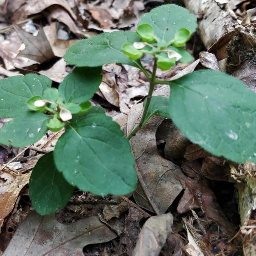 Scutellaria elliptica other