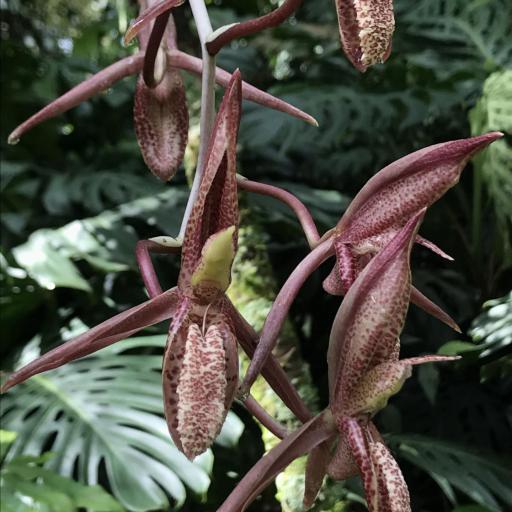 Catasetum tabulare other