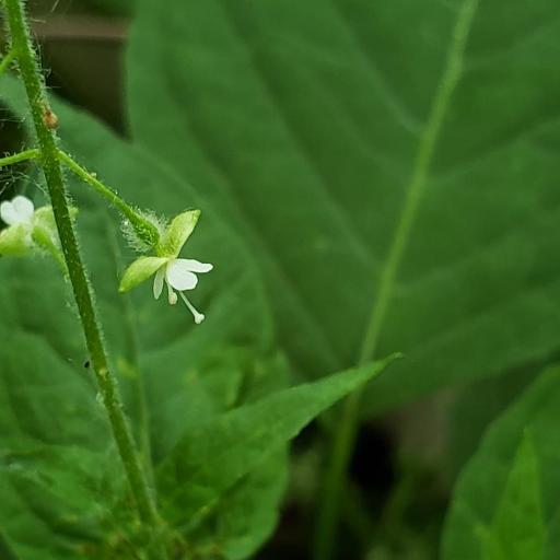 Circaea canadensis other