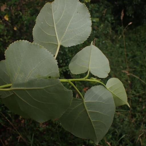 Populus × jackii other