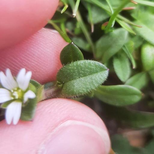 Cerastium holosteoides other