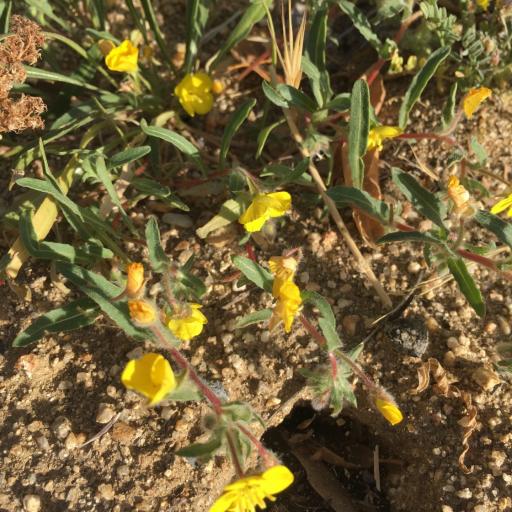 Camissoniopsis bistorta other