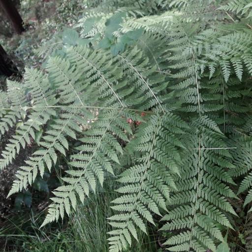 Diplazium australe other