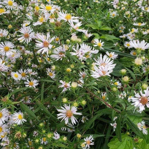 Symphyotrichum firmum — search result for 'Symphyotrichum'