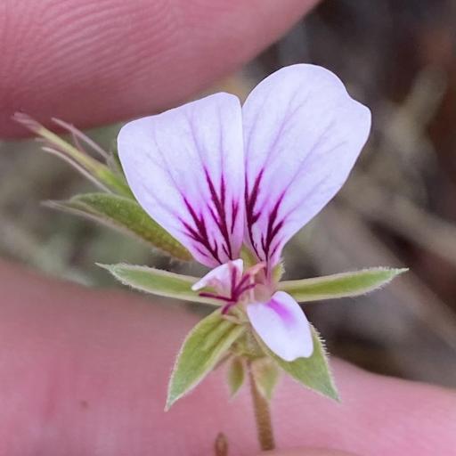 Pelargonium candicans other