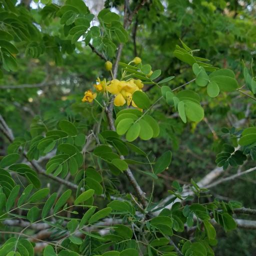 Erythrostemon mexicanus — search result for 'Caesalpinia'