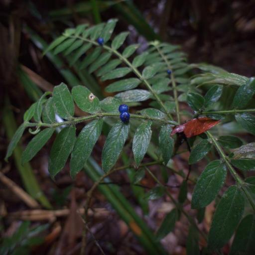 Lasianthus attenuatus other