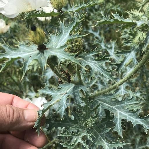 Argemone aurantiaca other