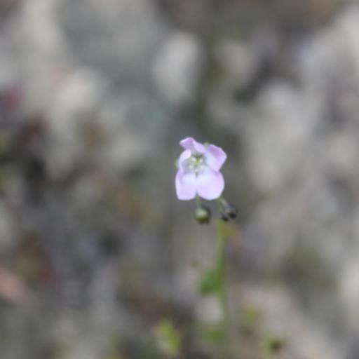 Drosera auriculata other
