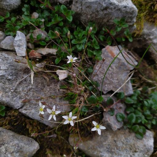 Sabulina verna — houseplant care guide